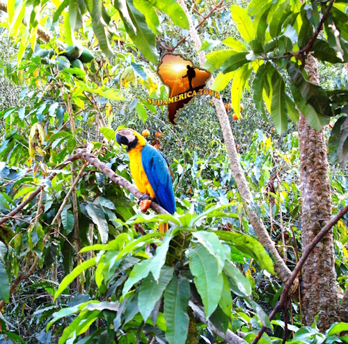 Amazonas, Bolivia, Chile and Oceania Rapa Nui