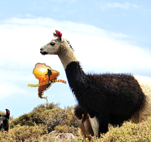 Magiczne Peru w podróży (bestseller!)