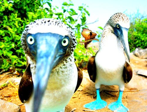 Wycieczka do Ekwadoru i Galapagos 15 dni