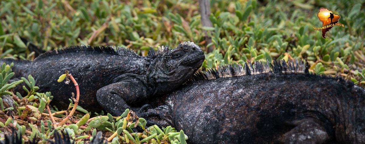 Voyage en Équateur depuis les Galapagos (16 jours)